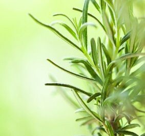 Herb of the Week: Rosemary