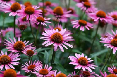 Herb of the Week: Echinacea 1