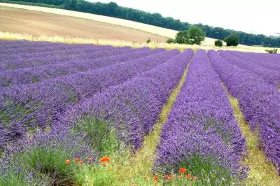 Lavender for Skin—It's Not Only the Scent that's Soothing