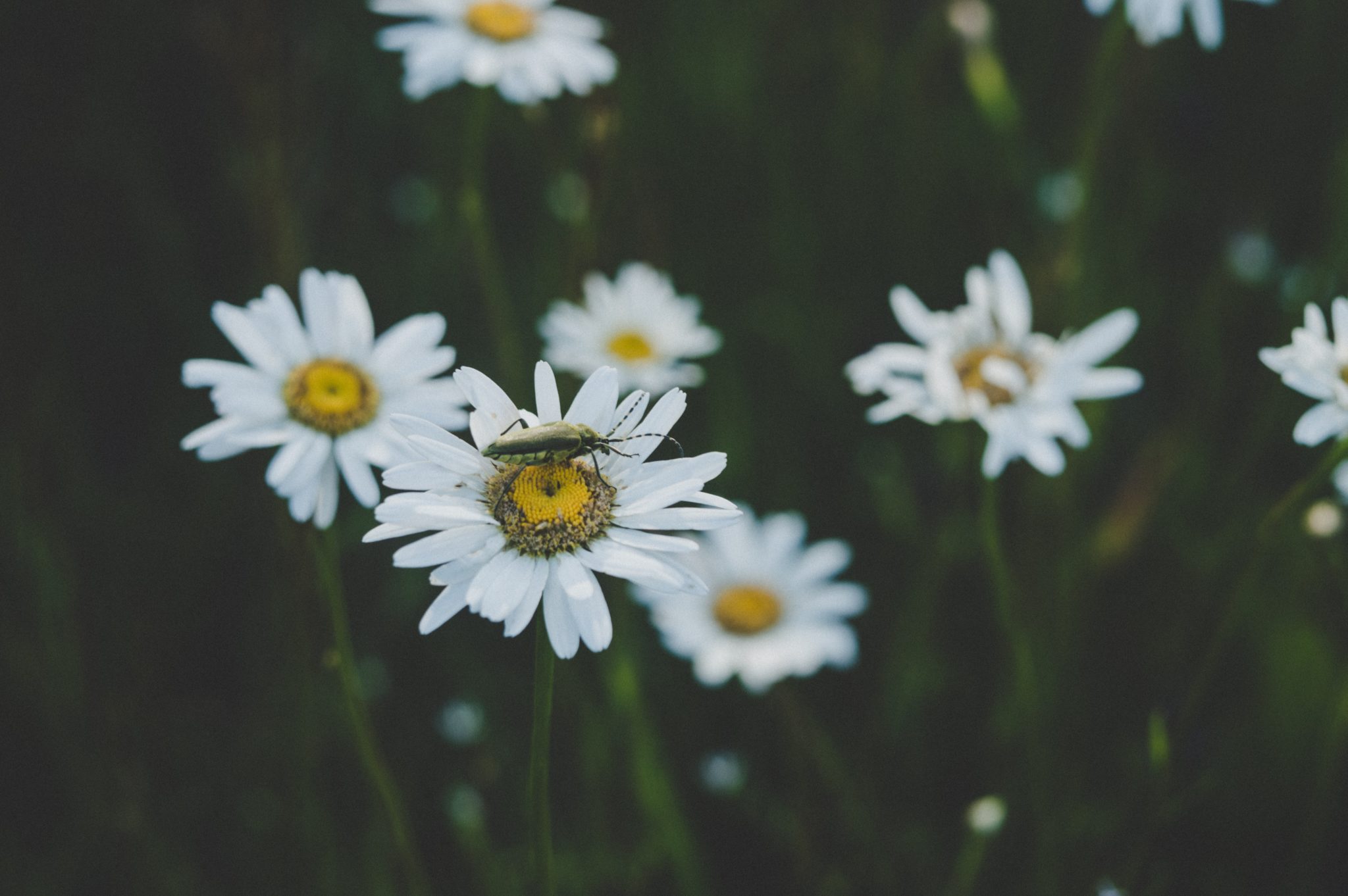 Chamomile for skin