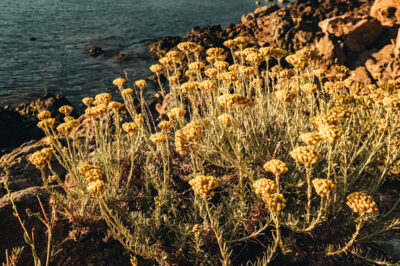 Helichrysum for Skin, Reduce the Appearance of Age Spots 1