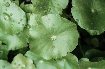 Gotu Kola, the Ancient Healing Herb Perfect for Anti-Aging 1