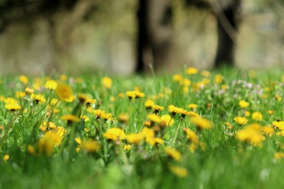 natural skin repair dandelion