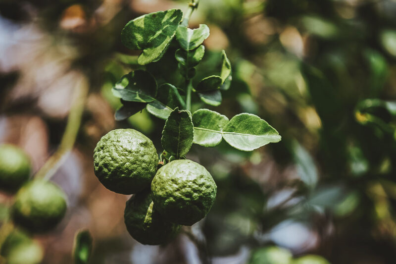 Bergamot Oil for Skin, the Problem-Solving Essential Oil