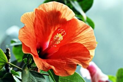 Identifying and Growing the Top 3 Hibiscus Flowers - Garden Therapy