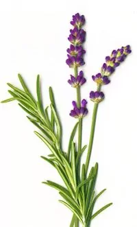 lavender plant