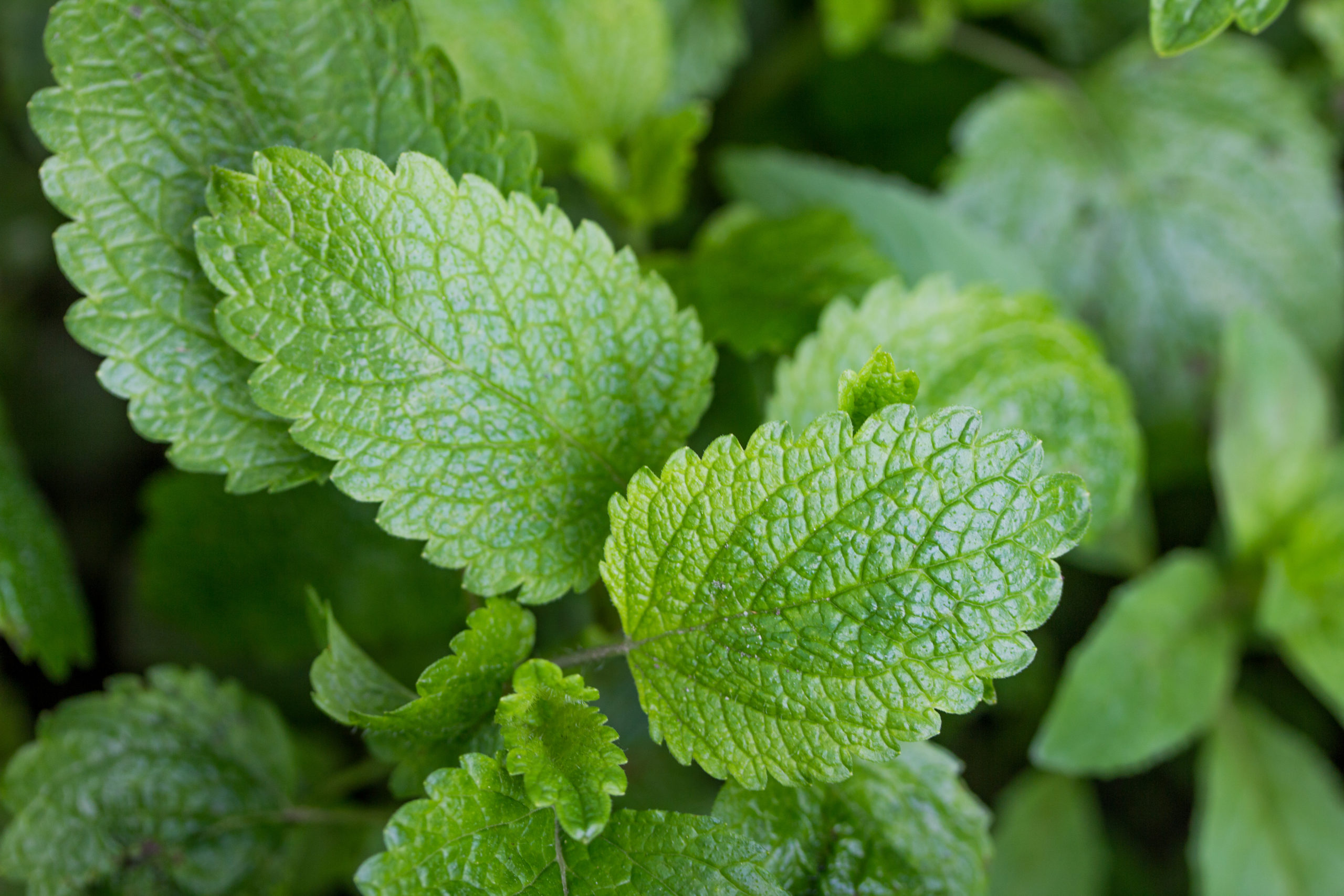 bitter herbs for gut health lemon balm