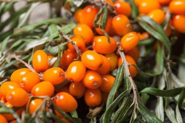  Vous pouvez utiliser l'huile de baies d'argousier comme hydratant et restaurateur naturel pour la peau.