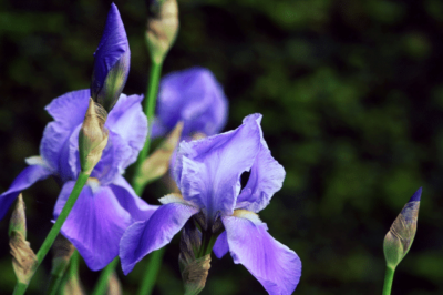 Reveal Your Inner Goddess with Sweet Iris Flowers