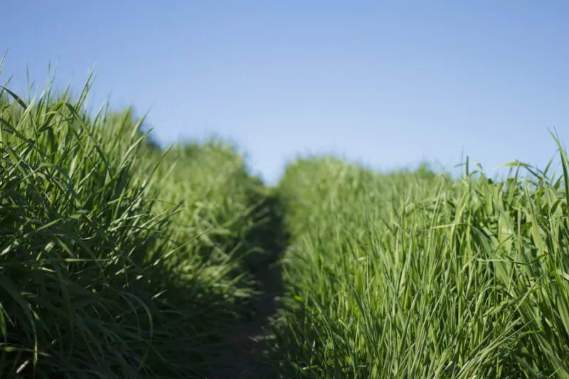 Vetiver oil is extracted from the roots of the vetiver plant