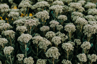 Yarrow, the Panacea — 12+ Ways to Use This Amazing Plant 1