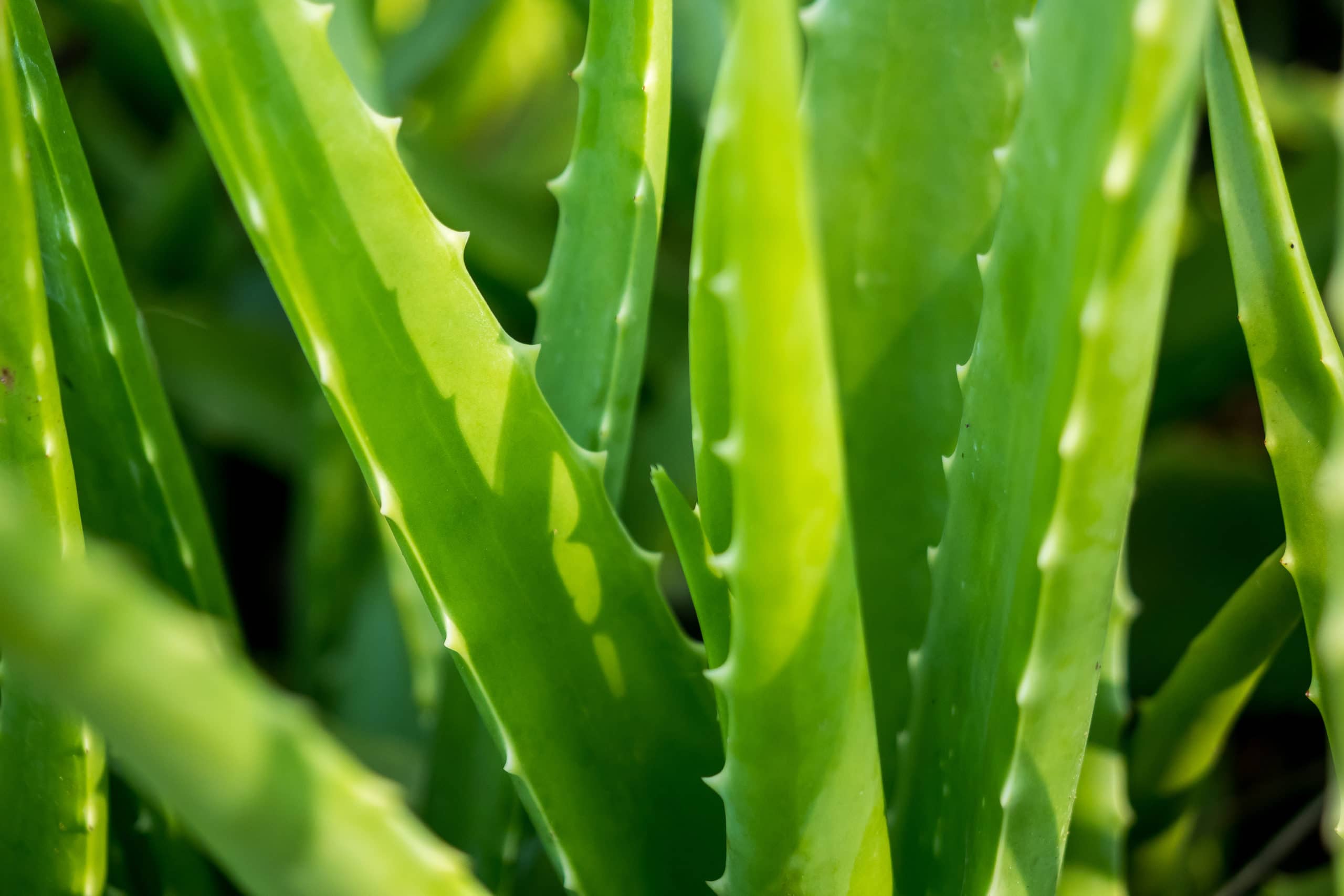 Зеленый ряд. Алоэ Вера. Aloe Vera Tropical. Лист алоэ вблизи. Алоэ Вера горячие фото.