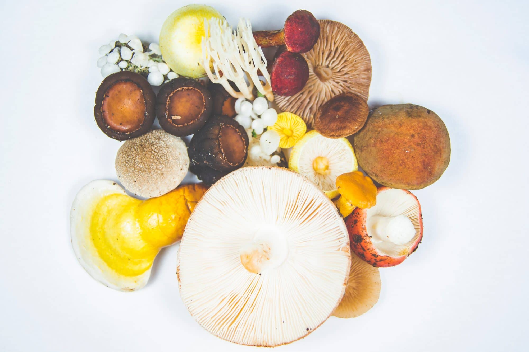 reishi mushroom for immunity