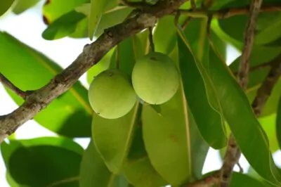 Tamanu Oil for Skin