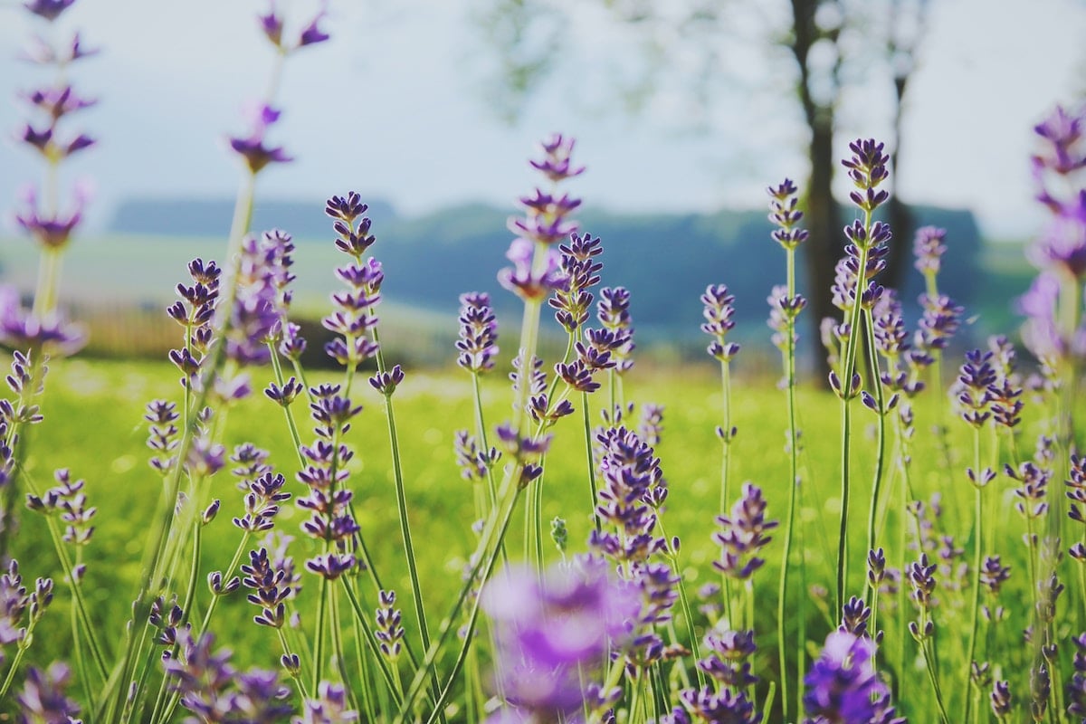 Flower Essences