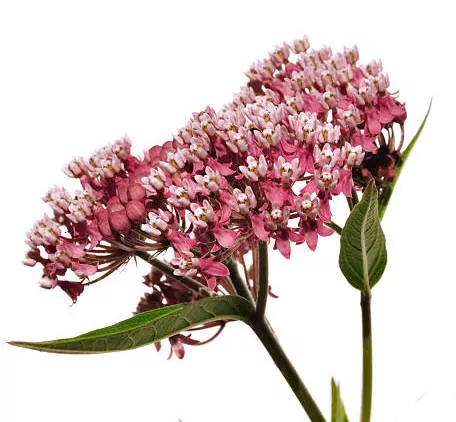 common Milkweed Wildflower