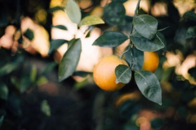 Our Favorite Balancing Natural Face Wash: Citrus Mint Facial Cleanser