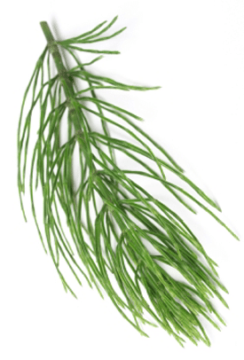 Horsetail