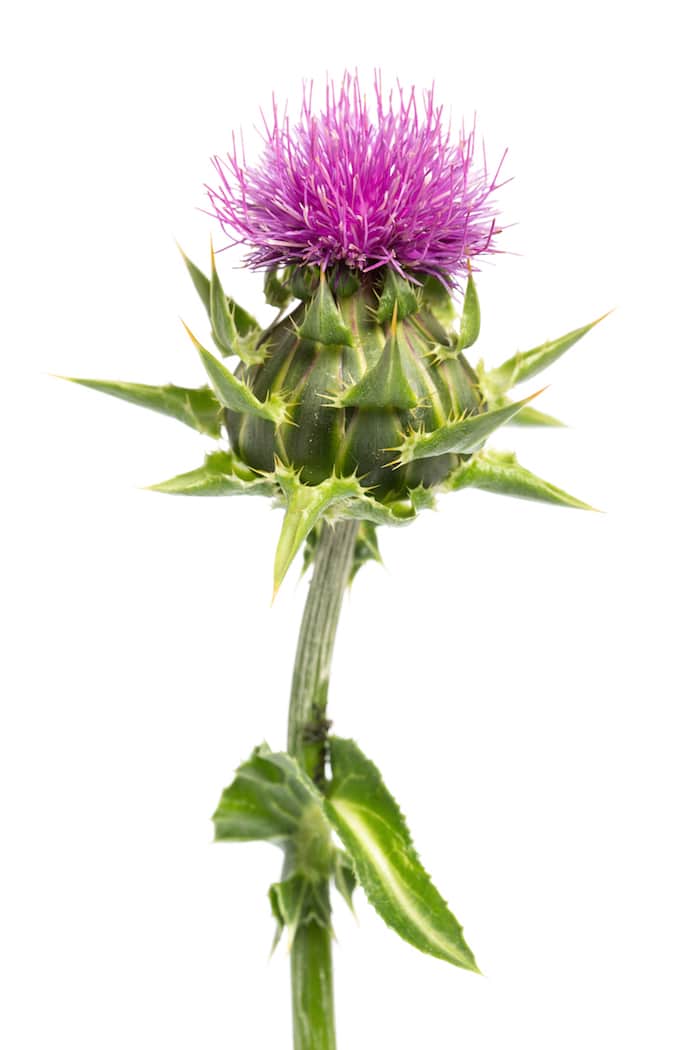 Milk Thistle