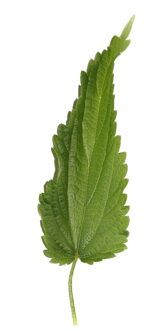 nettle