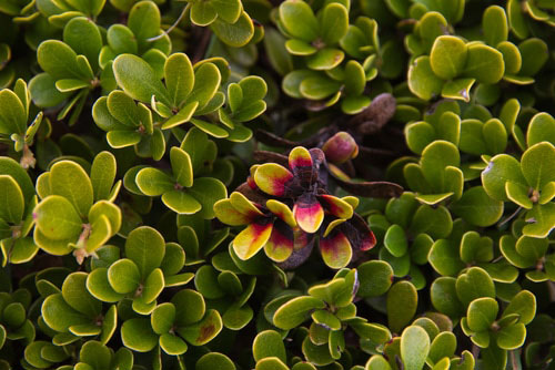 uva ursi leaves used for detoxifying herbal tea