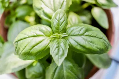 Basil for Skin the Natural Cleanser and Purifier Annmarie Skin Care