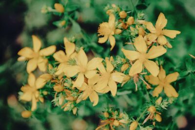 St. John’s Wort for Sensitive Skin