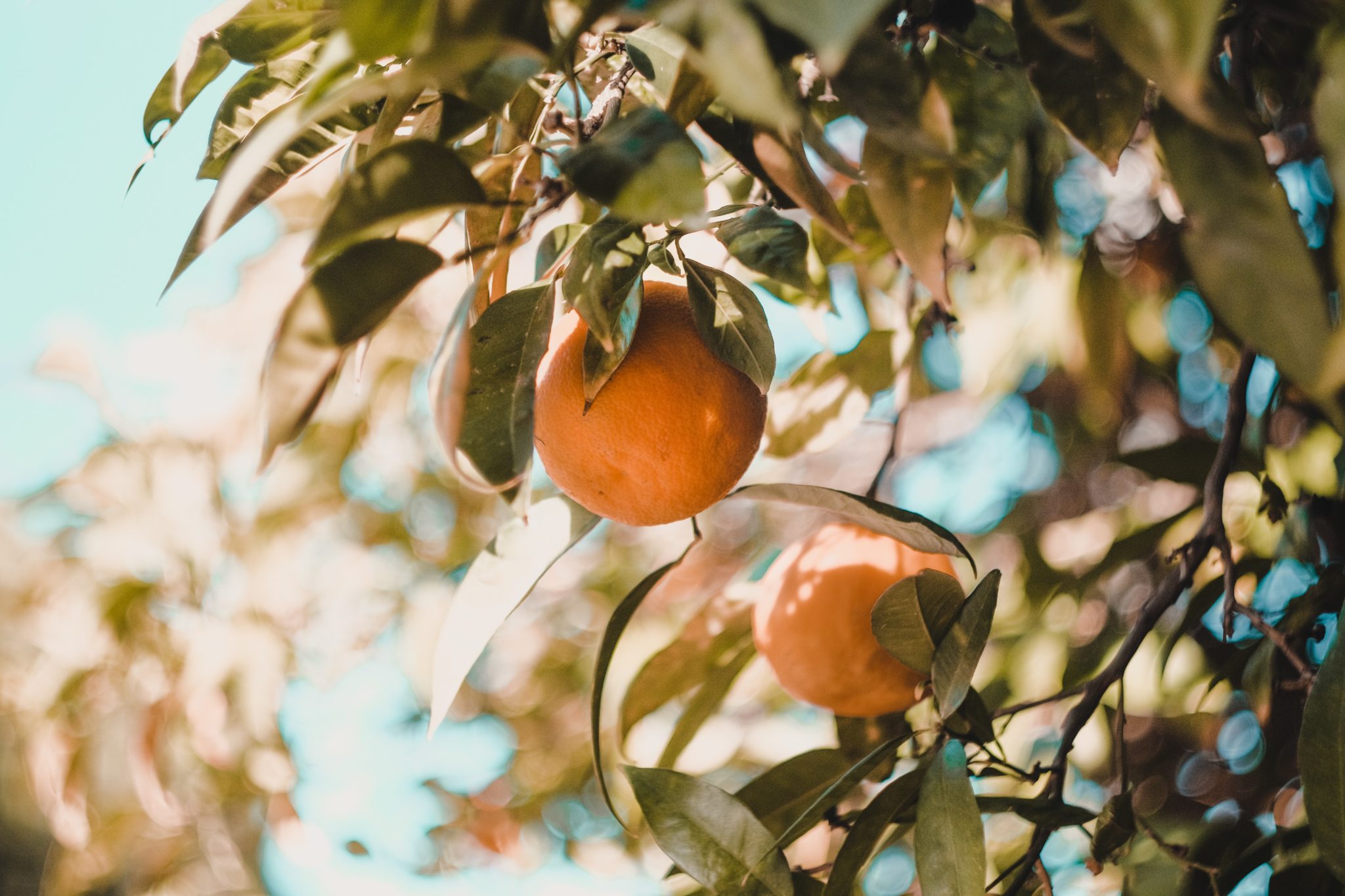 rige vitamin - C-fødekilder er en af de bedste naturlige måder at passe godt på din hud.