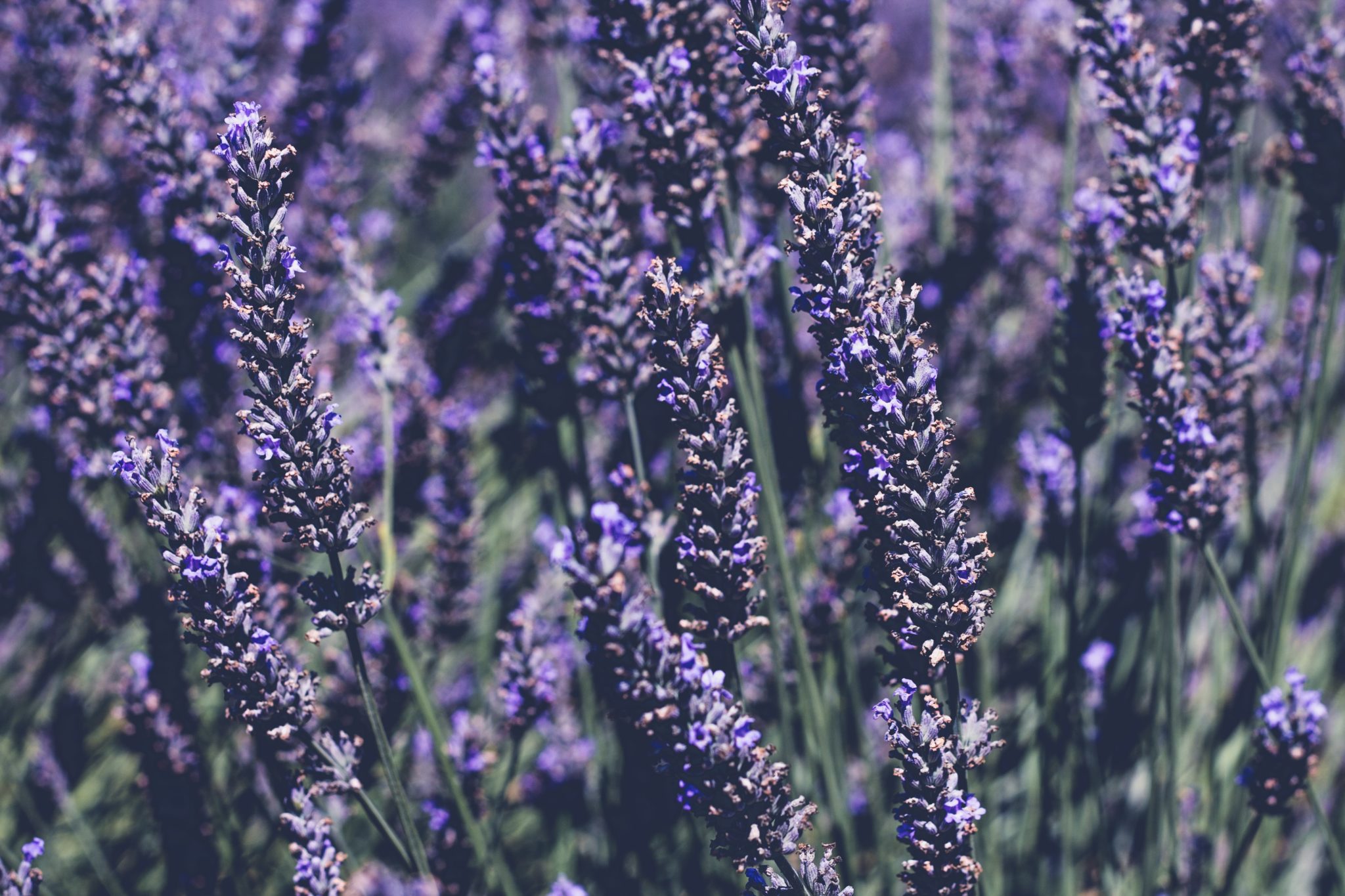  Lavendel er en kraftig antioksidant for å beskytte huden din.