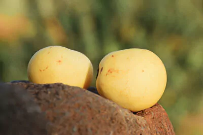 Ingredient Spotlight: Baobab, Marula, Mongongo, and Moringa.