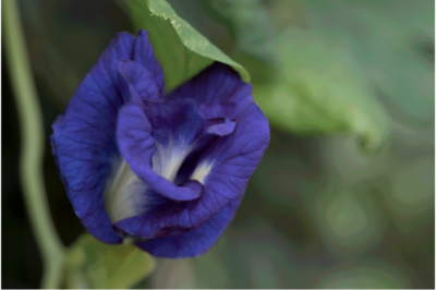 Ingredient Spotlight: Butterfly Pea Flower