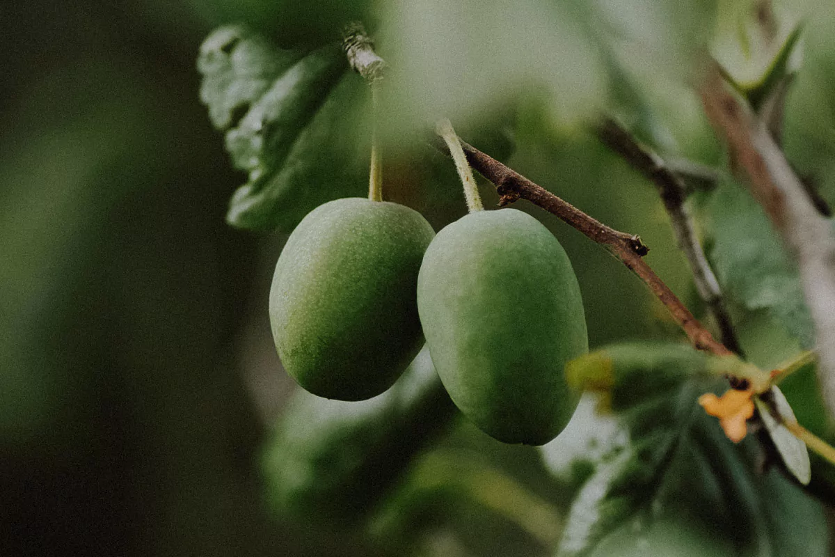 Fresh kakadu plum on the tree