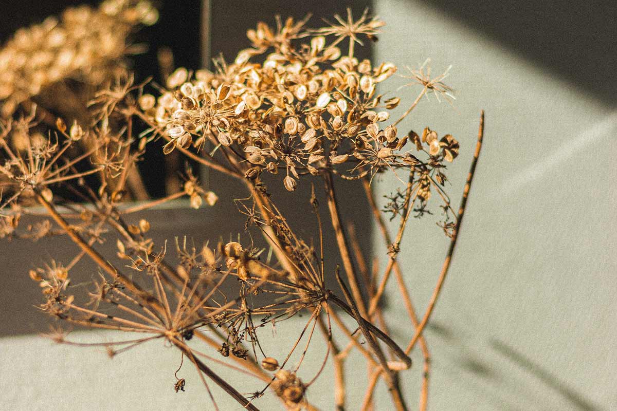 Dried plants in a bathroom