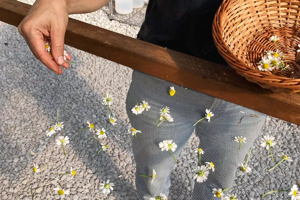 Annmarie harvesting herbs: Wild Rose