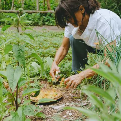 Annmarie cutting calendula