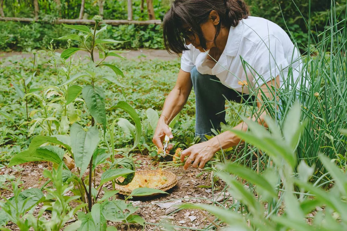 Annmarie cutting calendula