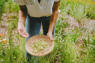 Annmarie showing harvested herbs