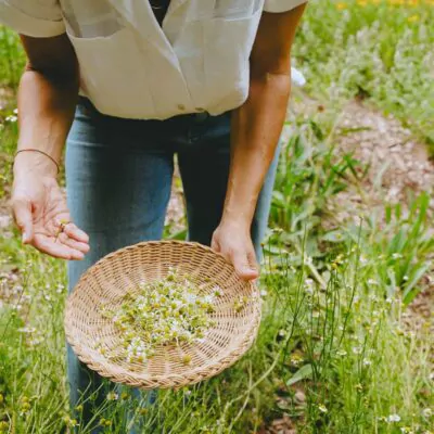 Annmarie showing harvested herbs