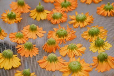 Calendula drying