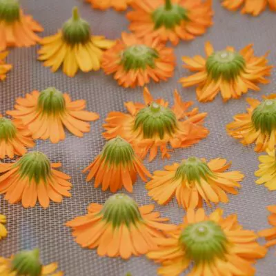 Calendula drying