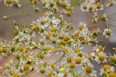 Feverfew drying