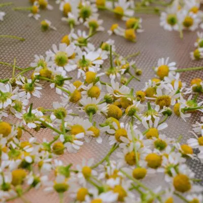 Feverfew drying