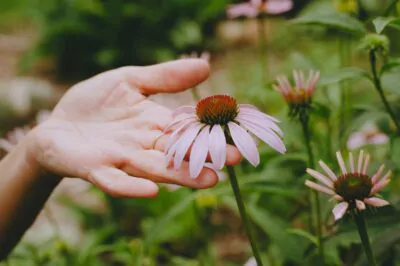 Annmarie holding echinacea