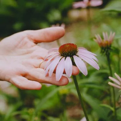 Annmarie holding echinacea