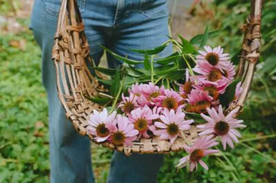 Echinacea harvest