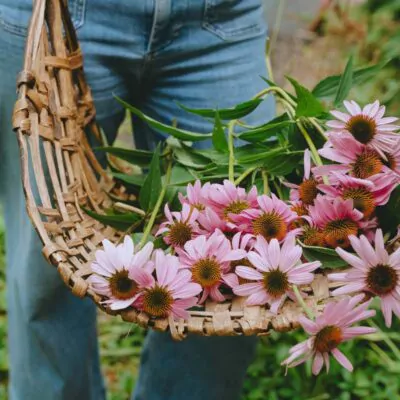 Echinacea harvest