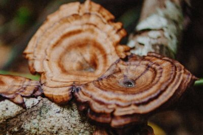 Reishi Mushrooms